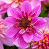 Dahlia Dalina Maxi Starburst Pink
