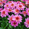 Dahlia Dalina Maxi Starburst Pink