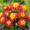 Dahlia Dalina Maxi Fireball