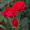 Compact Patio Rose Zepeti - Half Standard