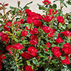 Compact Patio Rose Zepeti - Half Standard