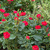Compact Patio Rose Zepeti - Half Standard