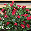 Compact Patio Rose Zepeti - Half Standard