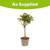 Compact Patio Rose Zepeti - Half Standard