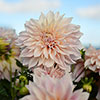 Dahlia Cafe au Lait