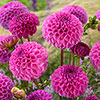 Dahlia Pom Pom Mix