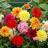 Dahlia Dinner Plates Mix