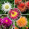 Dahlia Cactus Mixed