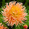 Dahlia Cactus Mixed