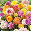 Dahlia Patio Choice Mix
