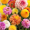 Dahlia Patio Choice Mix