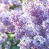 Fragrant French Lilac Katherine Havemeyer