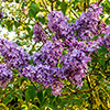 Fragrant French Lilac Katherine Havemeyer