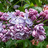 Fragrant French Lilac Katherine Havemeyer