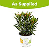 Oleander Angiolo Pucci Bush Oleander Angiolo Pucci Bush
