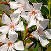 Oleander White Soeur Agnes Bush