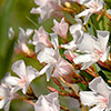 Oleander White Soeur Agnes Bush