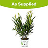 Oleander White Soeur Agnes Bush Oleander White Soeur Agnes Bush