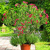 Oleander Red Jannoch Bush