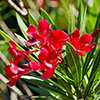 Oleander Red Jannoch Bush