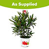 Oleander Red Jannoch Bush