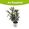 Tricolour Oleander Bush Tricolour Oleander Bush