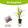 Daylily See You Tomorrow