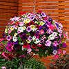 Petunia Basket Burst