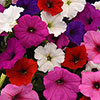 Petunia Basket Burst