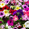 Petunia Basket Burst