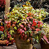 Nandina Fire Power