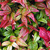 Nandina Fire Power