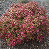 Nandina Fire Power