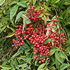 Nandina Fire Power