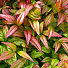 Nandina Fire Power