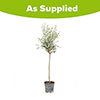 Eucalyptus gunnii Standards