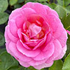 Patio Standard Rose Celebrating Life
