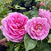 Patio Standard Rose Celebrating Life