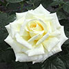 Patio Standard Rose Diamond Days