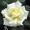Patio Standard Rose Diamond Days