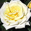Patio Standard Rose Diamond Days