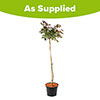 Patio Standard Rose Diamond Days Patio Standard Rose Diamond Days