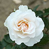 Patio Standard Rose Margaret Merril