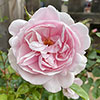 Patio Standard Rose Natasha Richardson