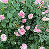 Patio Standard Rose Natasha Richardson