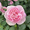 Patio Standard Rose Natasha Richardson