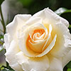 Patio Standard Rose Mary Berry