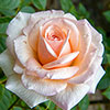 Patio Standard Rose Pearl Abundance