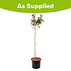 Patio Standard Rose Pearl Abundance Patio Standard Rose Pearl Abundance
