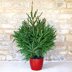 Pot-grown Living Christmas Tree 